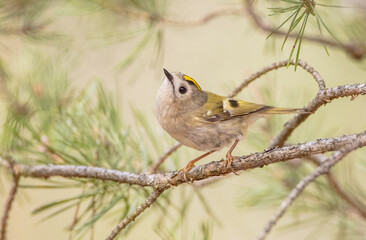 Goldcrest - male bird at forest in spring