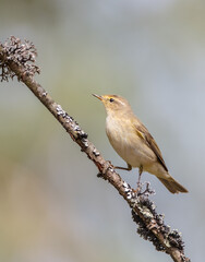 Common chiffchaff -  in early spring at a wetland 