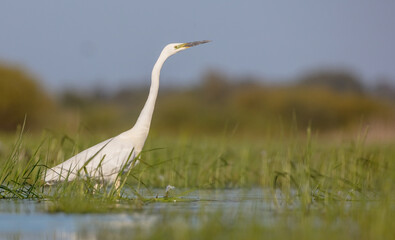 Great White Egret - at a wetland in spring 