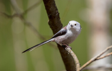 Long-tailed Tit in the forest on early spring