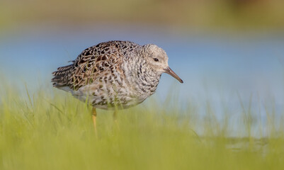 Ruff - male bird at a wetland on the mating season in spring