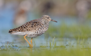 Ruff - male bird at a wetland on the mating season in spring