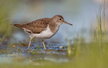 Common Sandpiper - feeding at a shore of lagoon on spring migration way