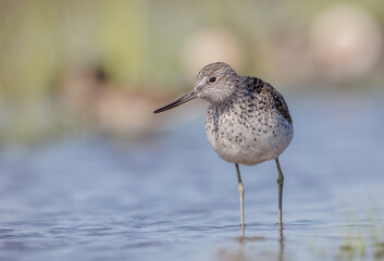 Common Greenshank feeding at a wetland in spring on a migration way