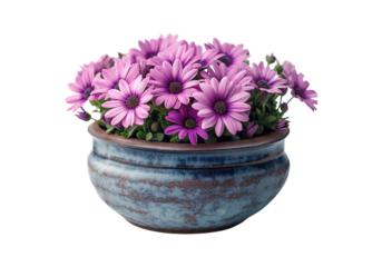 flower in a pot isolated on transparent background, cut out