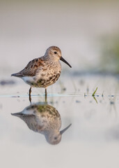 Dunlin - adult bird at a wetland on the spring migration 