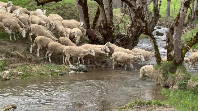Moutons traversants une rivi&egrave;re 4K