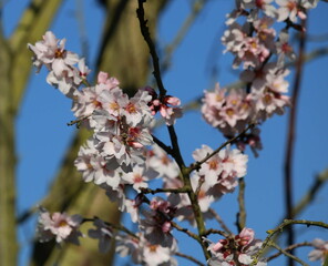 Mandelblüte