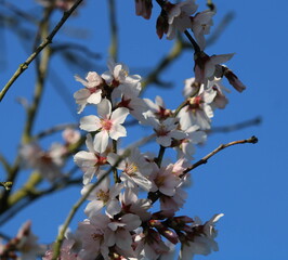 Mandelblüte