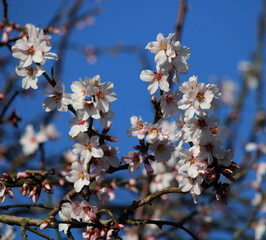 Mandelblüte