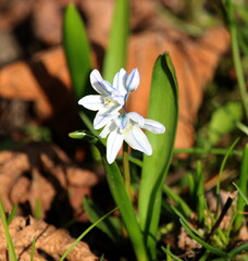 Fr&uuml;hbl&uuml;her