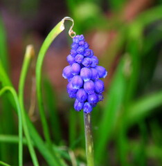 Fr&uuml;hbl&uuml;her