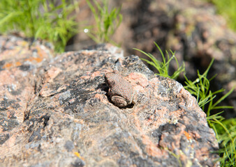Frog on a Rock