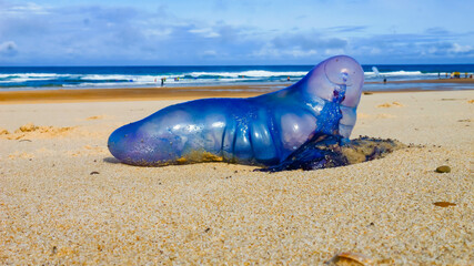 Atlantic coast: physalis, stinging jellyfish, wash up on the beaches.