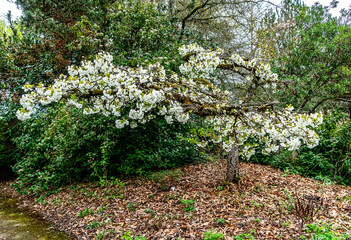 Seatac White Tree Flowers