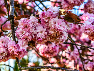 Abundant Pink Blossoms Background 3