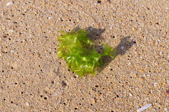 A green plant is lying on the sand. The plant is small and has a green color. Sea lettuce seaweed.