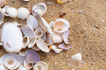 Group of shells of marine mollusks on the sand of the beach.