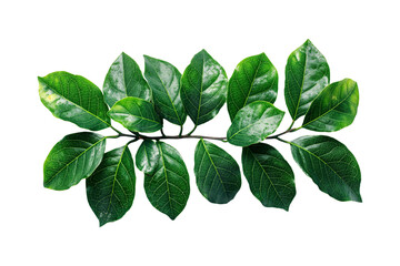 Fototapeta premium green leaves isolated on transparent background, cut out