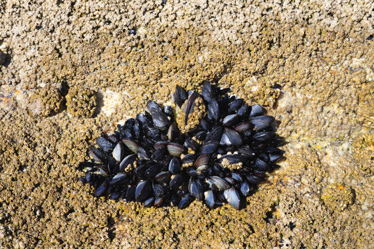Grupo de mejillones con la concha negra sobre una roca. Copia espacio a la derecha.