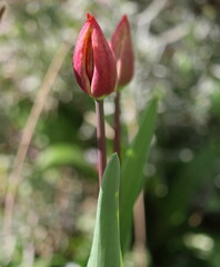 Tulpen