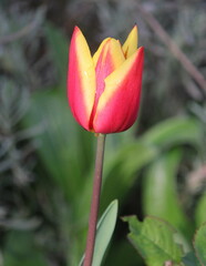 Tulpen