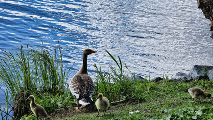 Wild Goose and baby geese by calm water, natural landscape Hanover Maschsee Germany