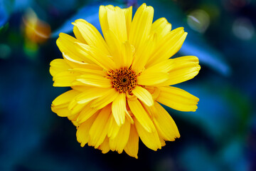 Żółty kwiat na niebieskim tle