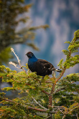 Auerhuhn - Auerhahn - Teichalm - Almenland - Tetrao urogallus - western capercaillie 