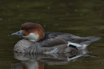 Female smew swimming on a pond