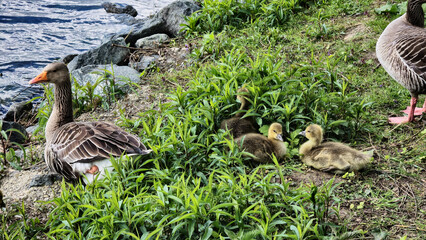 Wild Geese family with baby gather near water, standing in grassy natural landscape Hanover Maschsee