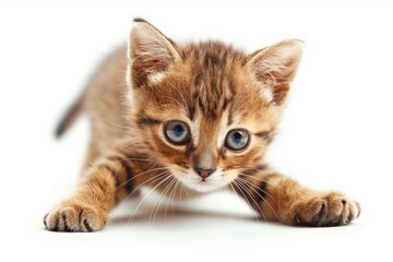 Obraz premium playful brown tabby kitten isolated on white background