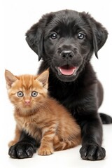Obraz premium black labrador puppy with fluffy ginger kitten isolated on white background
