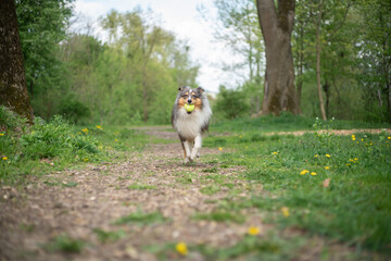 Cute fluffy gray tricolor dog shetland sheepdog. Happy active sheltie is running and playing with toy ball in park