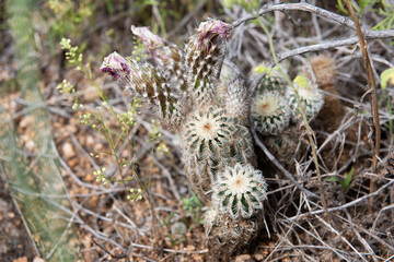 Cluster of small cactus