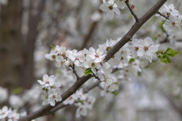 A blooming fruit tree in a spring garden