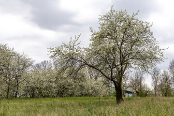 Flowering fruit trees in spring