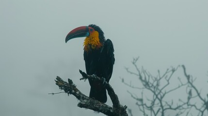Fototapeta premium A toucan perches on a tree branch, its red, yellow, and black beak contrasting the foggy day