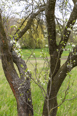 Branches of young plum blossomed in spring