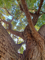 Capturas en el parque, naturaleza y arboles