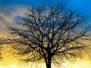Capturas en el parque, naturaleza y arboles