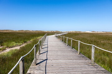 Fototapeta premium Three young friends enjoying a sunny day as they walk together on a wooden boardwalk surrounded by scenic dunes