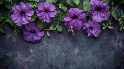   A dark backdrop showcases a vibrant cluster of purple blossoms and their emerald green leaves, providing an ideal space for text or an image insertion