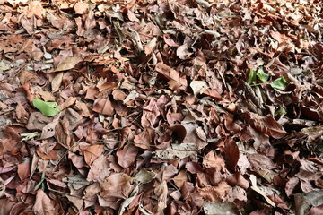Texture of dry leaves in closeup view_Dry leaves_Dead leaves_Compost_Brown leaves_Fallen leaves_Leaves on ground_Outdoor leaves_Burnt leaves_Bunch of dry leaves