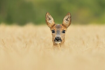 Roe deer doe female wildlife Capreolus capreolus eyes beautiful face antlers fawn western roe deer...