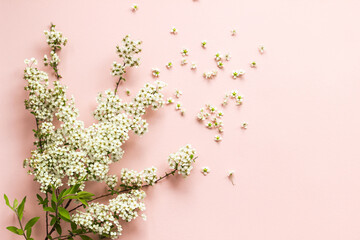 small white flowers on a branch on a plain pink background, Spiraea spring blooming,scattered...