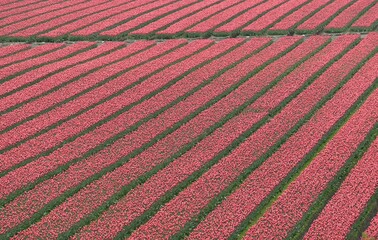 field of red and white tulips