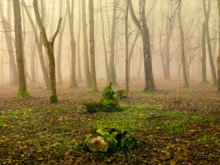 Fairytale forest in the fog in autumn. Morning in the atmospheric woods. Misty landscape. Magical place.