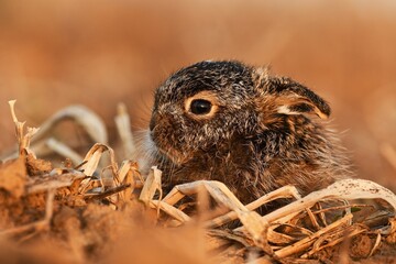 European hare cute darling young Lepus europaeus brown field meadow animal in nature, draw near village, runs fast, cubs beautiful eyes caress, agricultural landscape, food crop harvest Europe