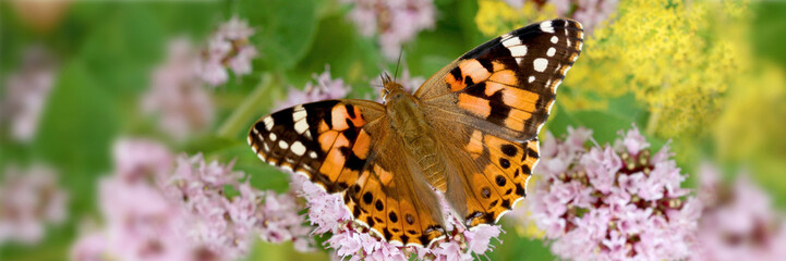 Distelfalter (Vanessa cardui) auf Blüte, Panorama 